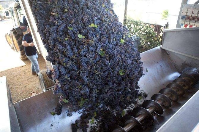 4 Wines Tasting with 2 Tuscan Cheeses & Tour at the winery - The four-wine tasting in a dedicated room