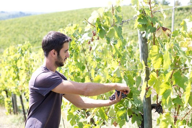 4 Wines Tasting with 2 Tuscan Cheeses & Tour at the winery - Pairing the wines with two pecorino cheeses