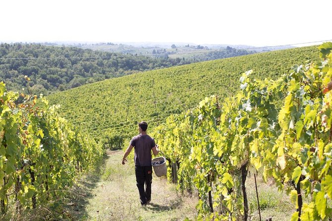 4 Wines Tasting with 2 Tuscan Cheeses & Tour at the winery - A vineyard walk when the conditions allow