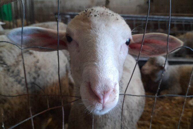 A day with the shepherd milking sheeps and making cheese in the National Park of Abruzzo - Lunch with local products and wine