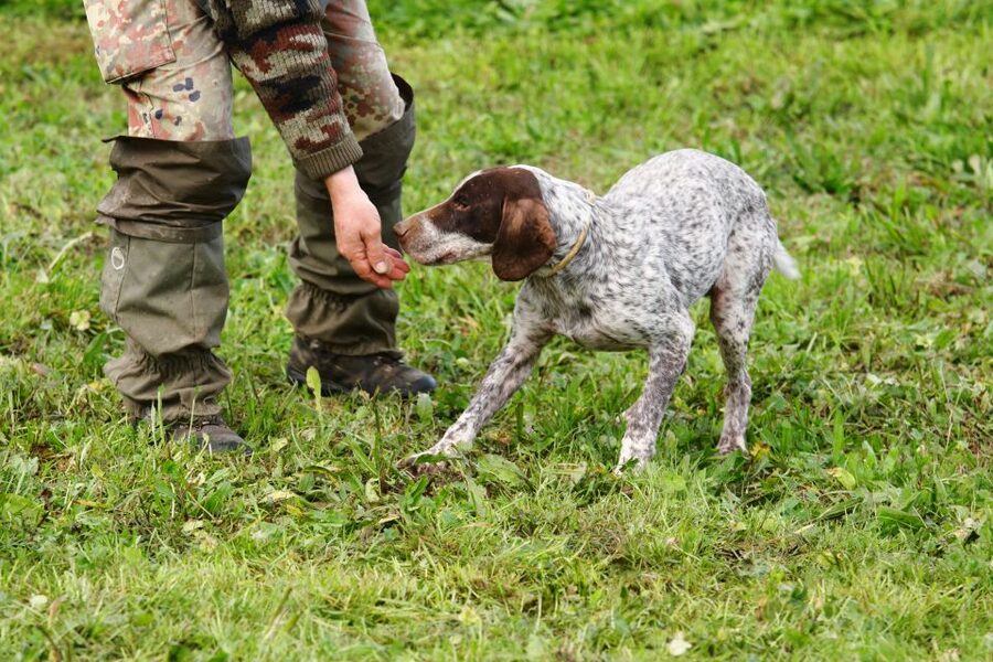 Alba: Truffle Hunting with Cheese, Truffle, & Wine Tastings - Key points to know before you book
