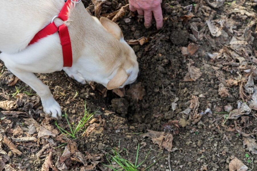 Alba: Truffle Hunting with Cheese, Truffle, & Wine Tastings - Why truffle hunting belongs in Piedmont