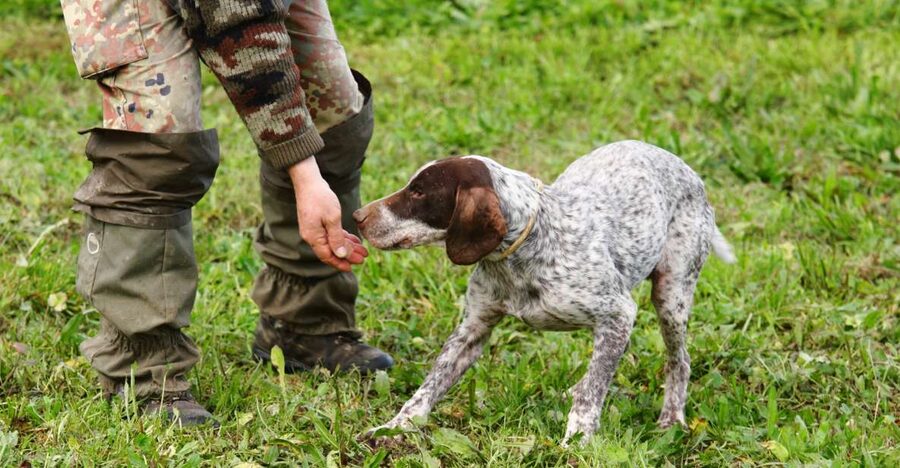 Alba: Truffle Hunting with Cheese, Truffle, & Wine Tastings - Meeting Elio and the trained dogs