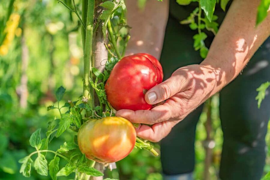 Amalfi Coast: Pizza & Mozzarella Class with Farmhouse visit - A farm visit with Amalfi views