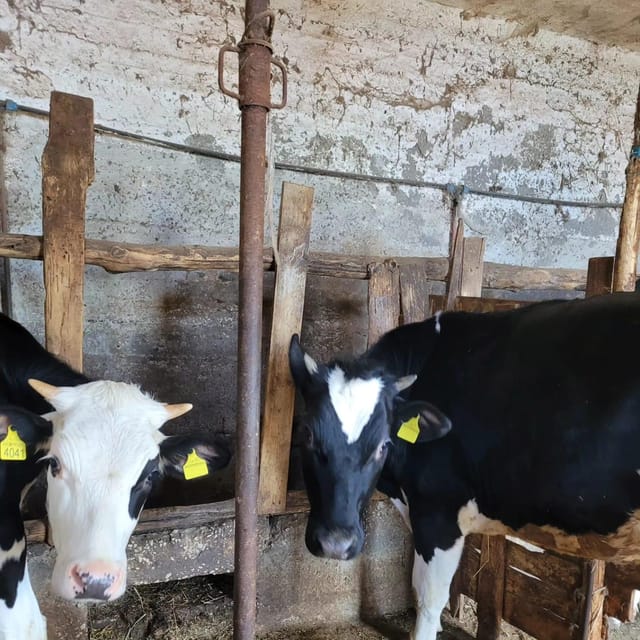 Amalfi: Learn how to make pasta, mozzarella and tiramisù! - Making mozzarella with milk from the farm