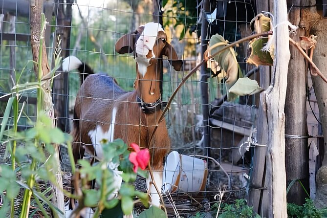 Amalfi: Milk cows, make pasta, mozzarella and tiramisu! - Walking, transport, and the meeting point
