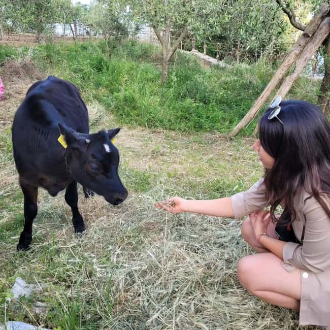Amalfi: Milk the cows, Make Pasta, Mozzarella and Tiramisù! - Key points at a glance