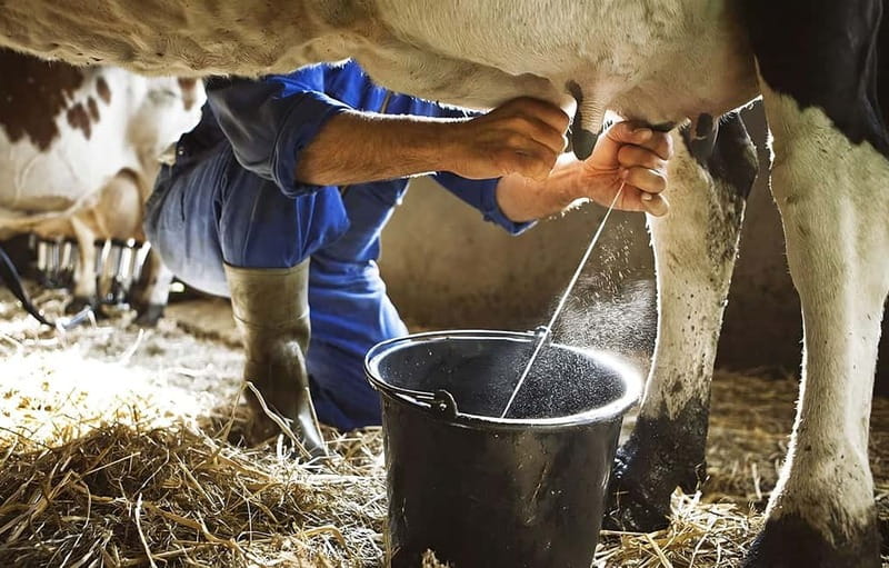 Amalfi: Milk the cows, Make Pasta, Mozzarella and Tiramisù! - Why this Agerola farm class feels different