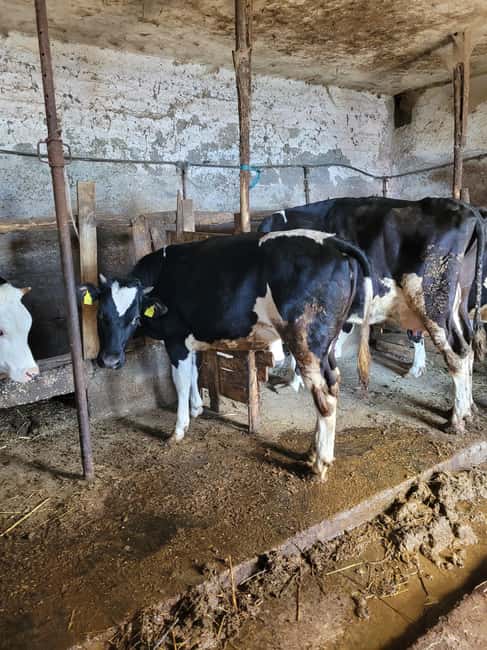 Amalfi: Milk the cows, Make Pasta, Mozzarella and Tiramisù! - Meeting the cows and learning to milk by hand