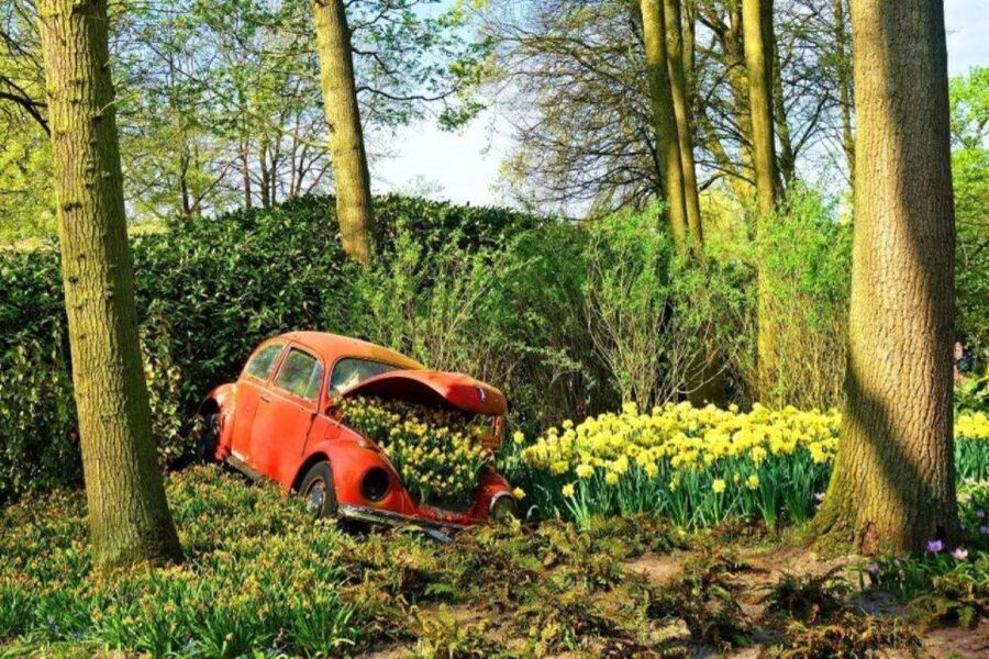 Amsterdam: Private tour Tulips, Keukenhof, Windmill & Cheese - A full day from Amsterdam to the flower fields