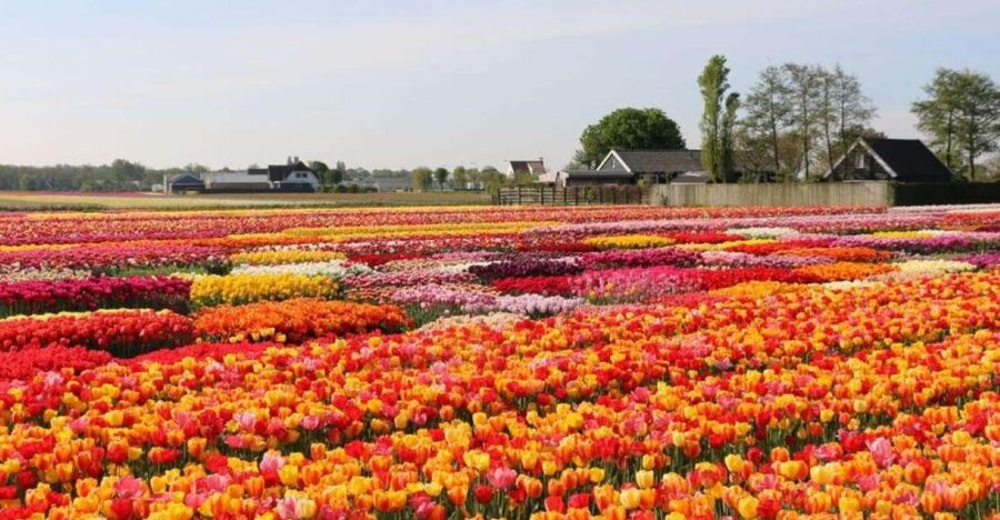 Amsterdam: Private tour Tulips, Keukenhof, Windmill & Cheese - Zaanse Schans and the working windmills