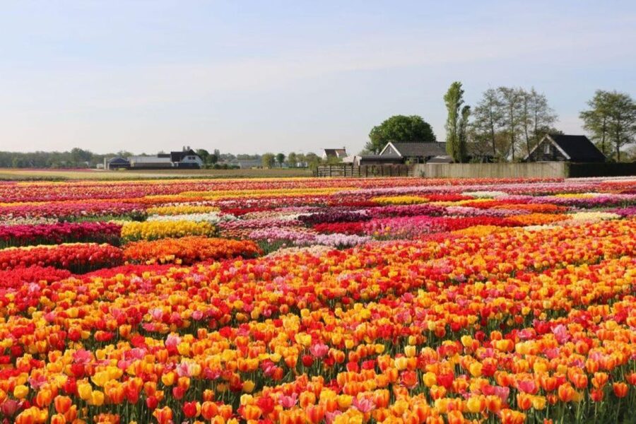 Amsterdam: Private tour Tulips, Keukenhof, Windmill & Cheese - Cheese tasting and wooden shoe making