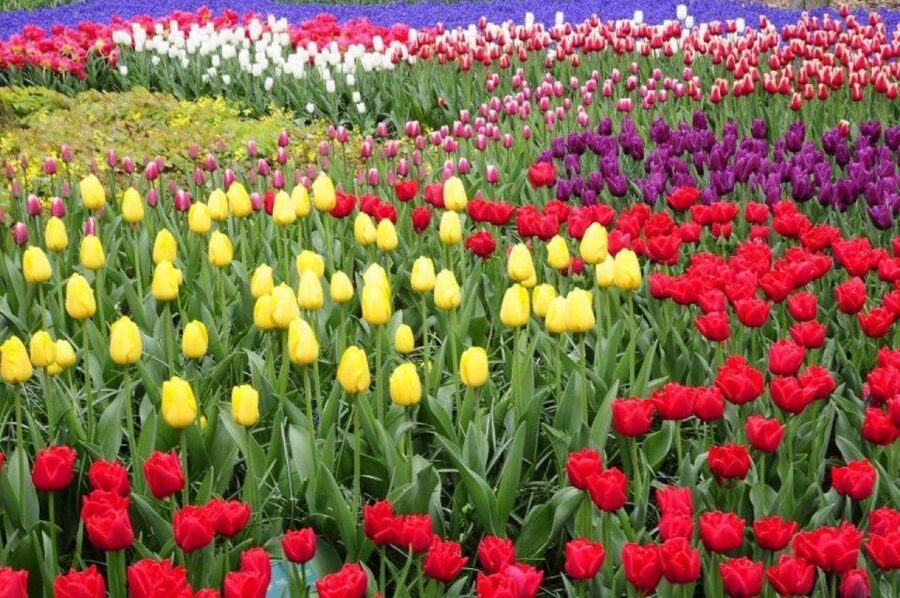 Amsterdam: Private tour Tulips, Keukenhof, Windmill & Cheese - Timing, weather, and what to bring