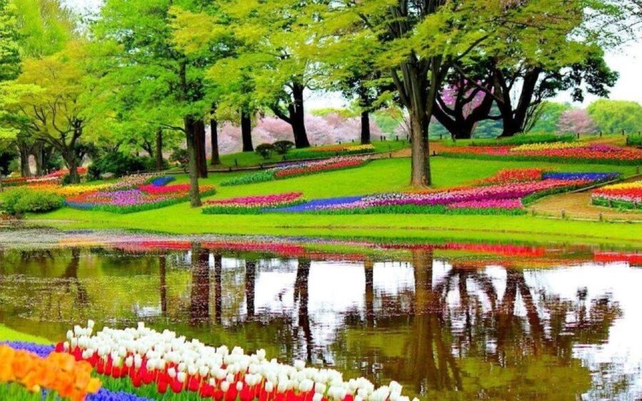 Amsterdam: Private tour Tulips, Keukenhof, Windmill & Cheese - Keukenhof: 32 hectares of spring color