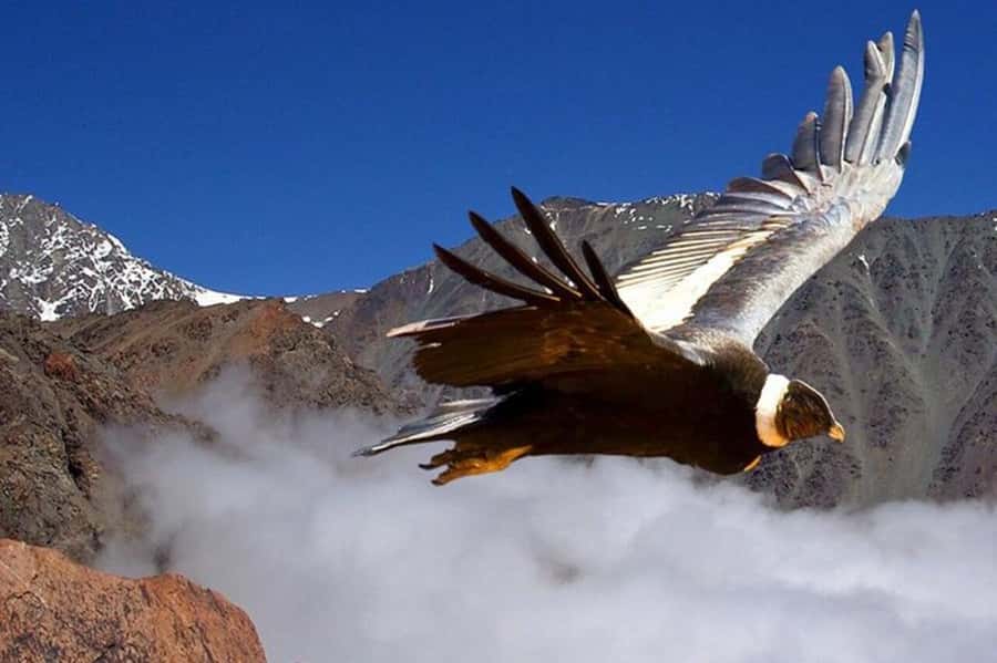 Andes Half-Day Private Tour with Wine and Cheese Tasting - Key points to know before you book