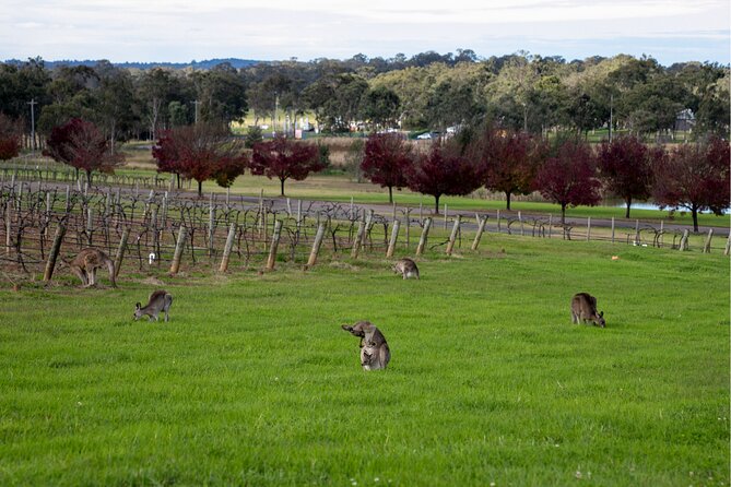 Award-Winning Hunter Valley Wine & Cheese Tour from Sydney - What the guides add to the day