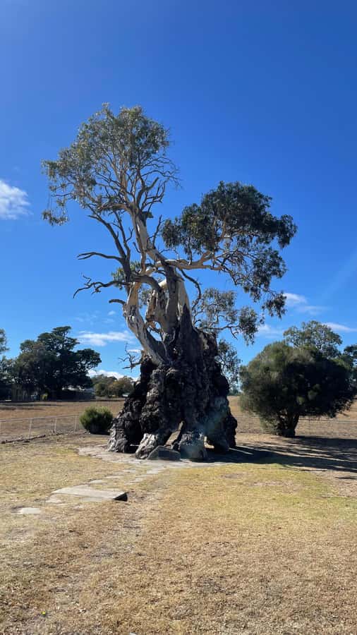 Barossa Valley Gourmet Food & Wine Tour - The Whispering Wall is an unusual final stop