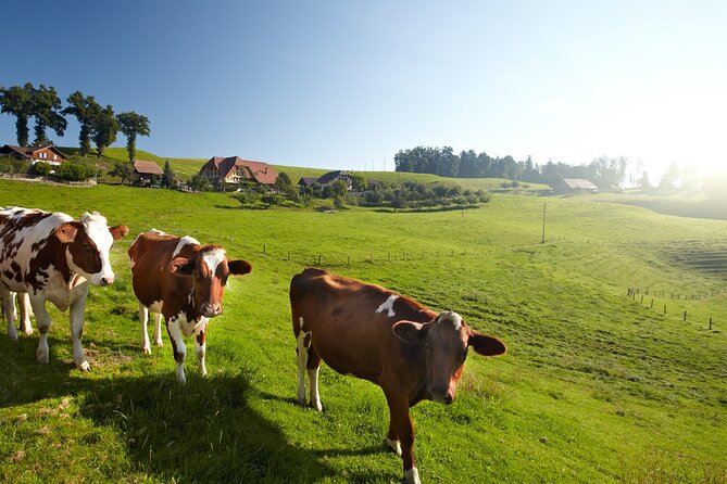 Bern Small-Group Day Trip from Zurich Including Cheese Tasting - Guides can shape the whole experience