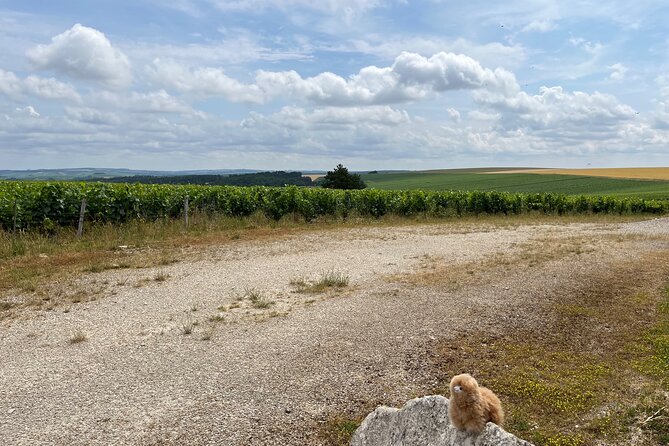 Burgundy Wine & Cheese Tasting Private Day Trip 15 glasses - The long ride back to Paris