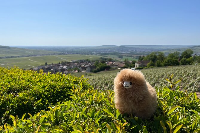 Burgundy Wine & Cheese Tasting Private Day Trip 15 glasses - Is the $1,553.31 price fair?