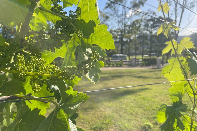 Cael’s Gate Wine and Cheese Tasting in Hunter Valley - Why the cheese pairing matters