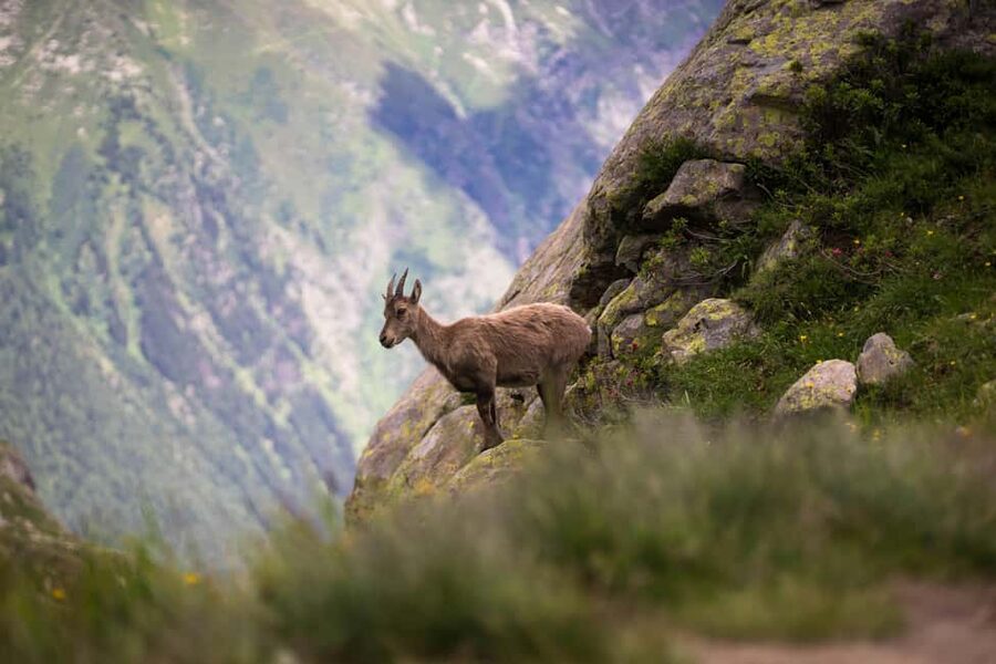 Chamonix: Sunset Hike & Fondue in the Alpine Land with Guide - What the 210-minute outing actually feels like