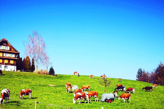 Cheese, Chocolate and Wine in the Bern Region from Luzern - Bern in two hours: the capital at walking pace