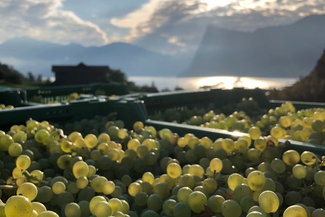 Cheese, Chocolate and Wine in the Bern Region from Luzern - Gruyères village: medieval streets and mountain views