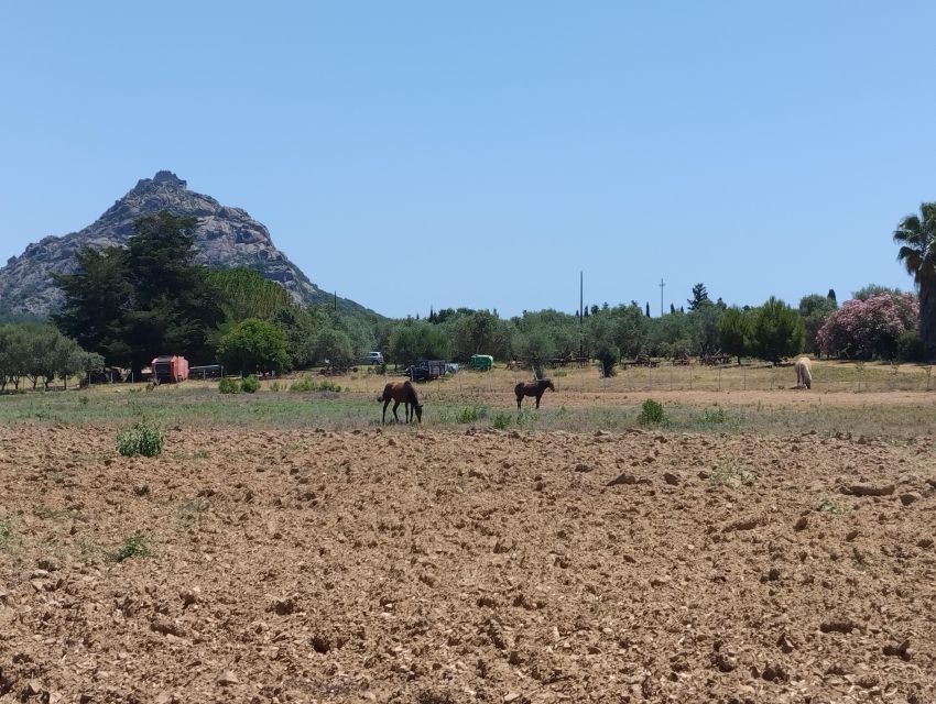Cheese Making and Tasting Tour from Cagliari with Lunch - Key points to know before you book