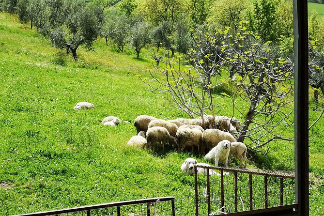 Cheese & ricotta making – Teramo (Abruzzo) Italy - The pleasure of ricotta while it is still warm