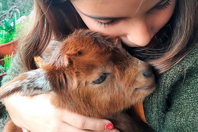 Cheese Walk & Atelier with a Goat Shepherd in Aoleão - Key things to know before booking