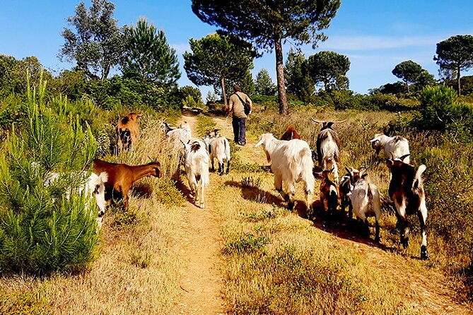 Cheese Walk & Atelier with a Goat Shepherd in Aoleão - Why the personal welcome matters