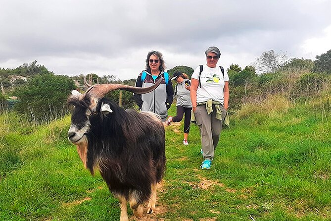Cheese Walk & Atelier with a Goat Shepherd in Aoleão - Getting to the meeting point in São Simão