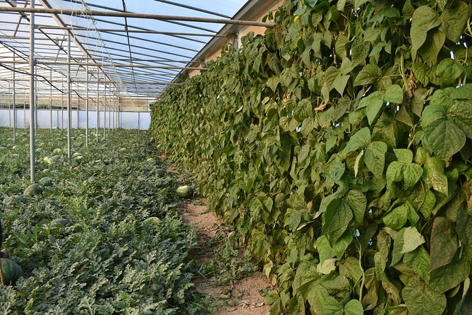 Cretan Farm Tour with Cheese-Making, Olive Oil Tasting & Picnic - Is the $72.25 Price Good Value?