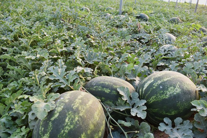 Cretan Farm Tour with Cheese-Making, Olive Oil Tasting & Picnic - Practical Details Before You Go