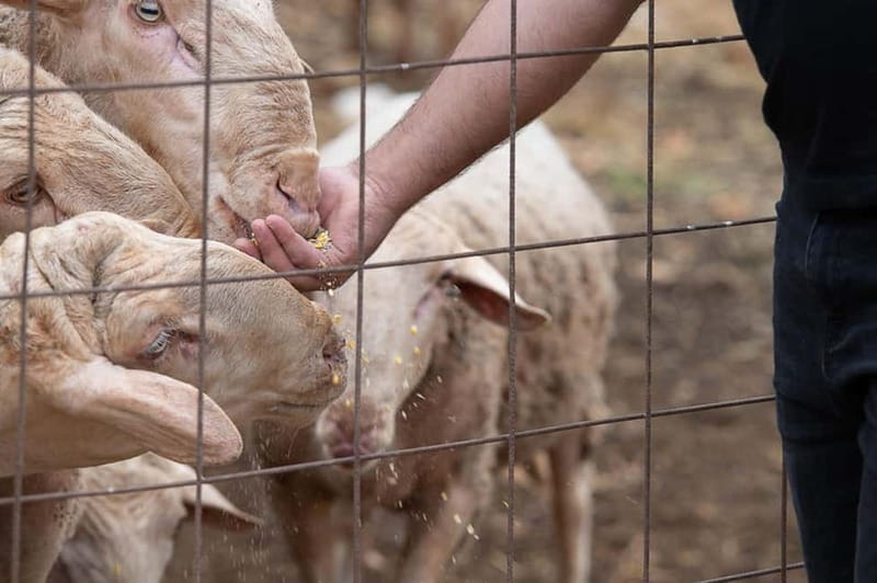 Crete: Farm Visit with Cheese Tasting and Milking Experience - Booking, Timing, and Value