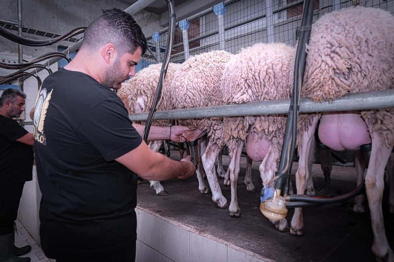 Crete: Farm Visit with Cheese Tasting and Milking Experience - Trying Goat and Sheep Milking