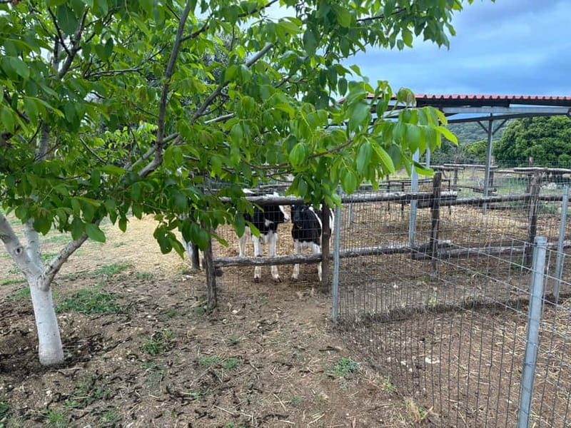 Crete: Farm Visit with Cheese Tasting and Milking Experience - The Cretan Tasting Table