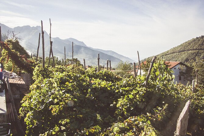Deluxe Experience: Mozzarella, Oil and Wine Tasting on the Amalfi Coast - The relaxed pace is a real advantage
