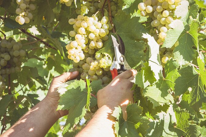 Deluxe Experience: Mozzarella, Oil and Wine Tasting on the Amalfi Coast - What may disappoint you