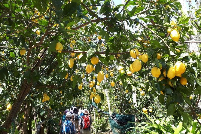 DISCOVER SORRENTO, food &Walking tour . Lemons-cheese&olive oil - The Cheese Stop and Sorrento’s Best Snack Plate