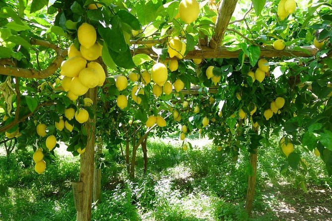 Discover Sorrento with food tasting and walking Tour - Who will enjoy this Sorrento walk?