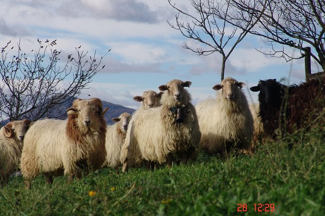 Discover the Art of Idiazabal Cheese in the Basque Country - At the farm: meeting the people behind the cheese