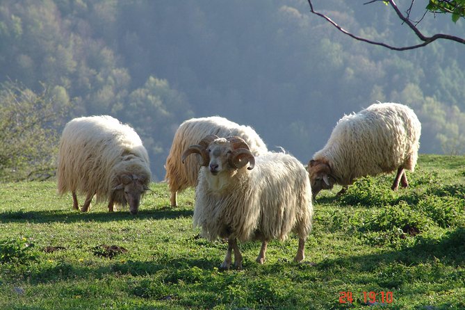 Discover the Art of Idiazabal Cheese in the Basque Country - Weather, clothing, and practical comfort