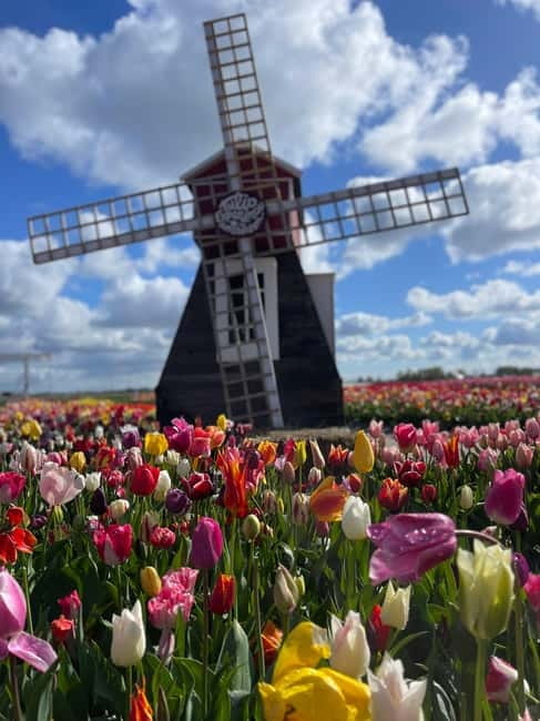 Dutch Countryside: , windmills, Villages, Cheese & Clogs - Why this six-hour North Holland tour works
