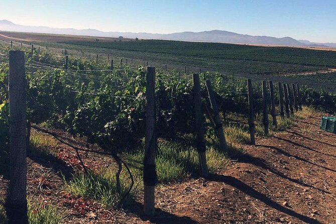 Ensenada Shore Excursion: Wine and Cheese Tour with Lunch in Ojos Negros Valley - Port pickup requires careful planning
