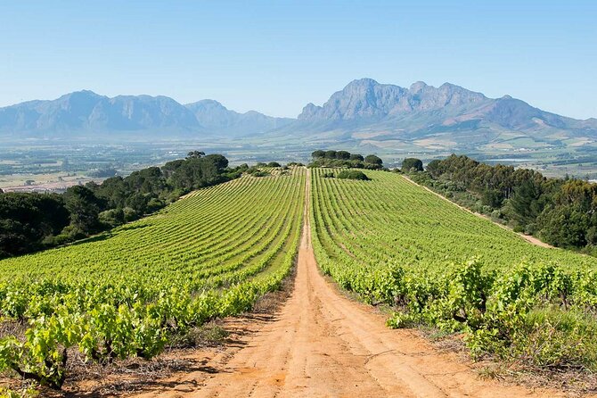 Experience 16 Wine Tasting & 6 Cheese Pairing across 3 Vineyards - What this Cape Town wine day is really like
