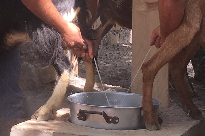 Explore Shepherd’s Hut and Cheese Making Process - Off-road tracks toward the Axos Mitato