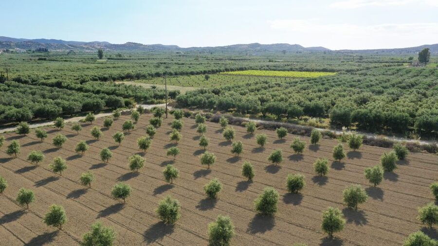 Farm Tour with Cheese-Making, Olive Oil Tasting & Picnic - Key points at Cretan Vibes Farm