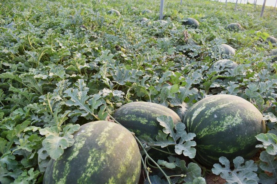 Farm Tour with Cheese-Making, Olive Oil Tasting & Picnic - Is $60 a fair price?